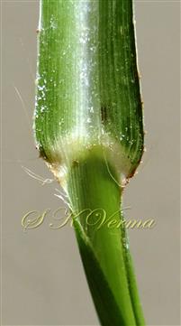  Base of leaf blade, ligule absent